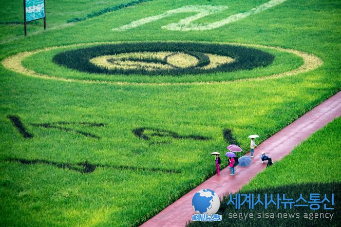 [포토] 中 충칭, 논밭 앞 거대한 그림