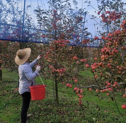 김포시사과연구회원이 GAP 인증을 획득한 사과를 수확하고 있다