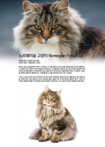 노르웨이숲 고양이 Norwegian Forest Cat