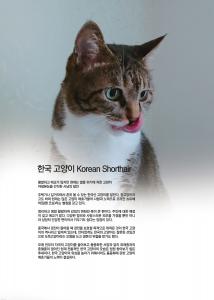 한국 고양이  Korean Shorthair