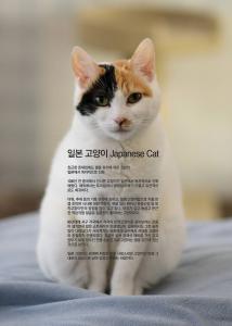 일본 고양이  Japanese Cat