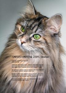 시베리안 / 시베리안숲 고양이, Siberian